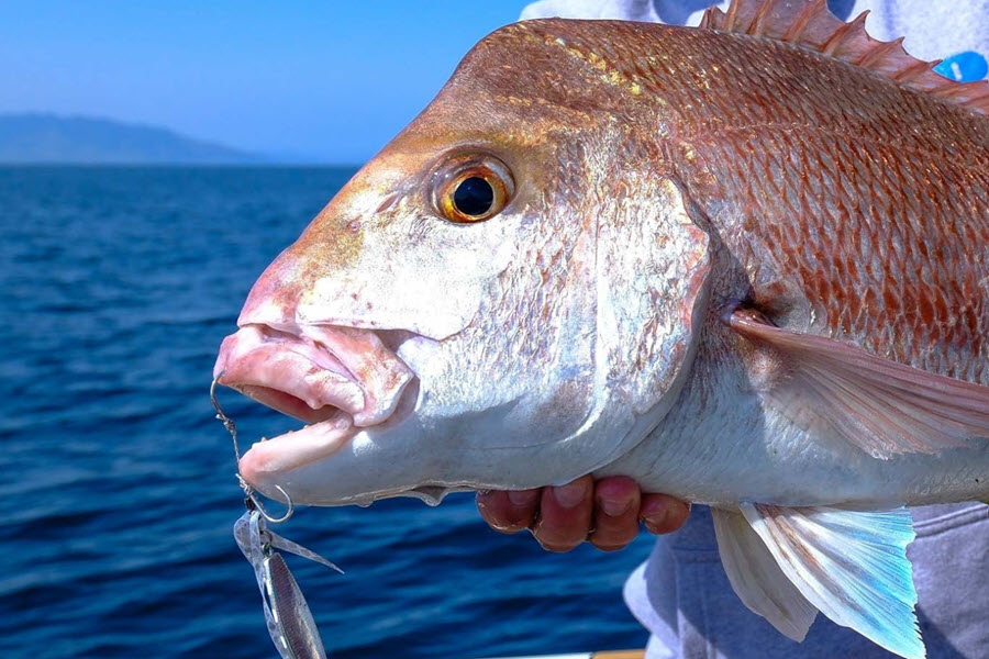 How Fish Bite Lures The Fishing site