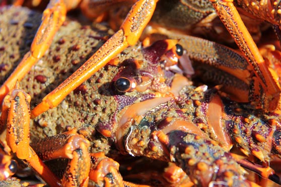 The Crayfish Crisis
