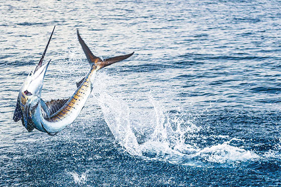 Why gamefish tagging is so important