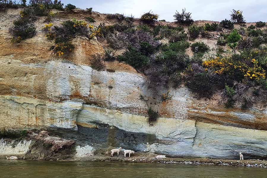 Fishing Dead Sheep Bluff