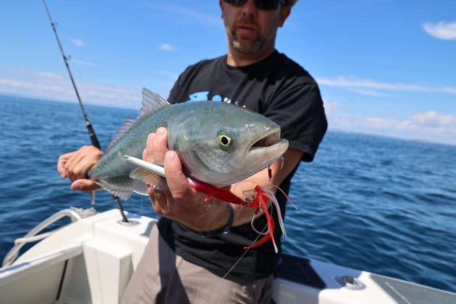 Finding Fish Below the Surface