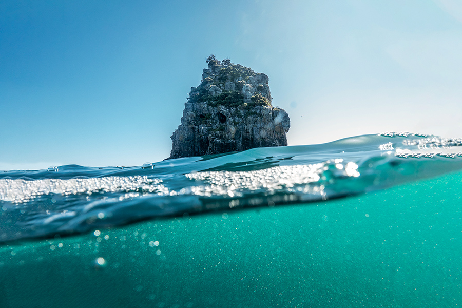 Boarfish Spearfishing in NZ