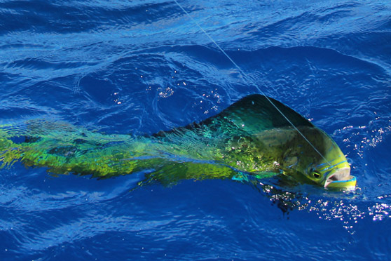 Fishing Shows this Weekend