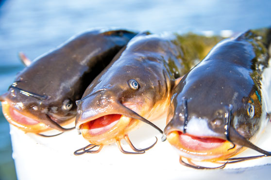 Preventing a catfish infestation