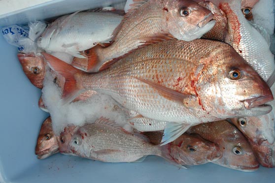 Draft Snapper 1 management plan launched