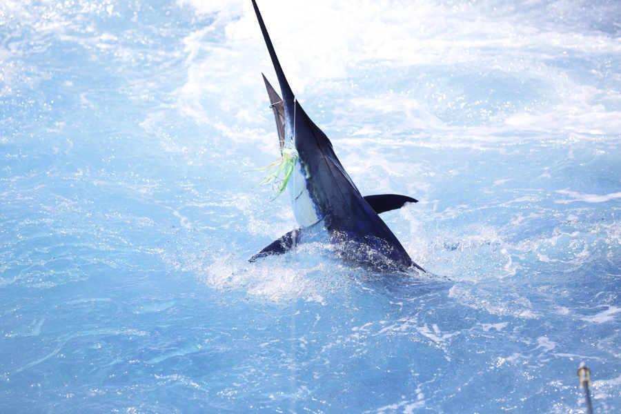 Do Fish Feel Pain?