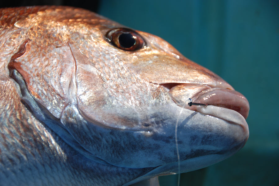 Salting Baits