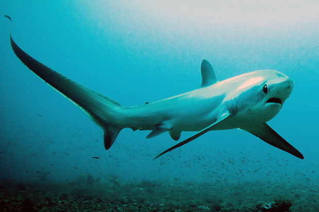 Favourite Sport Fishing Species