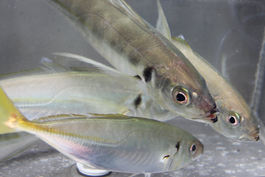 Bag Limit Changes Net More Species