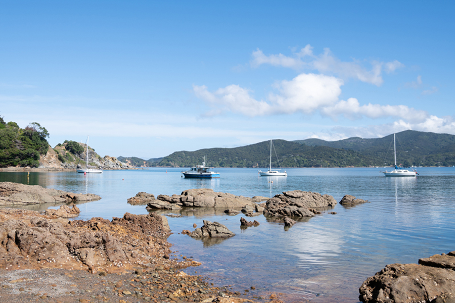 Caulerpa brachypus: a non-native seaweed