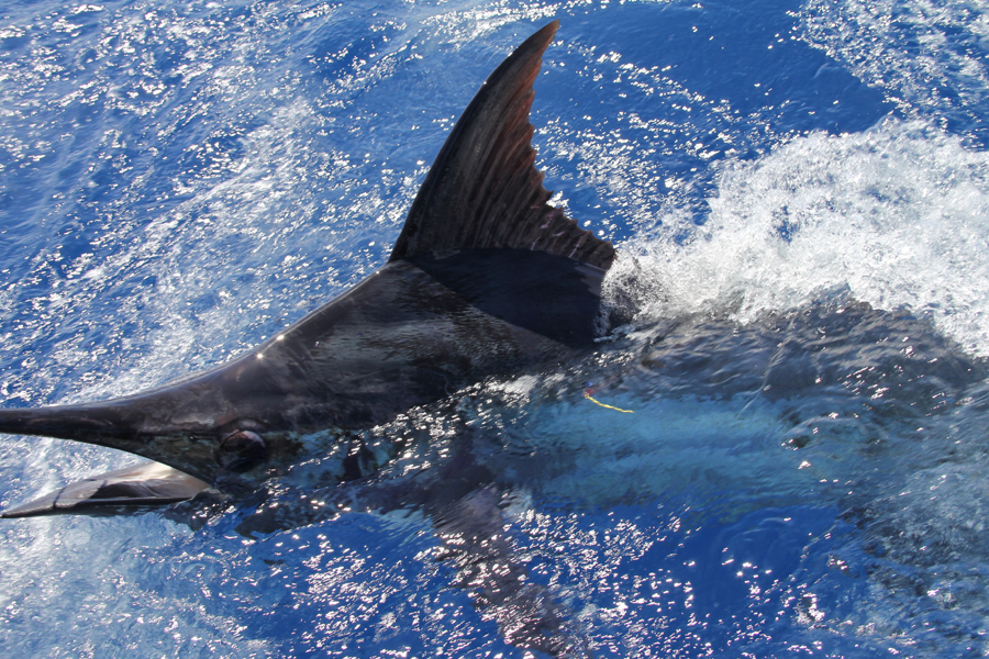 Successful Marlin Lure - The Fishing Website