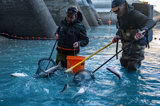 Tekapo trout tagging project underway