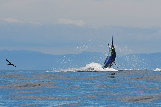 Menciptakan Setting Drag Reel yang Ideal untuk Kesuksesan Memancing