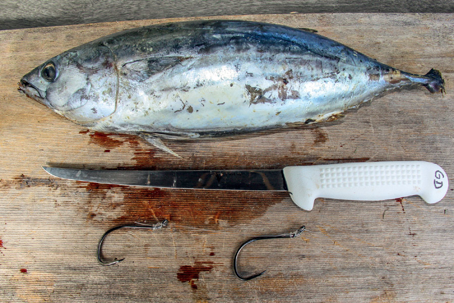 Why skipjack tuna is a versatile bait The Fishing site