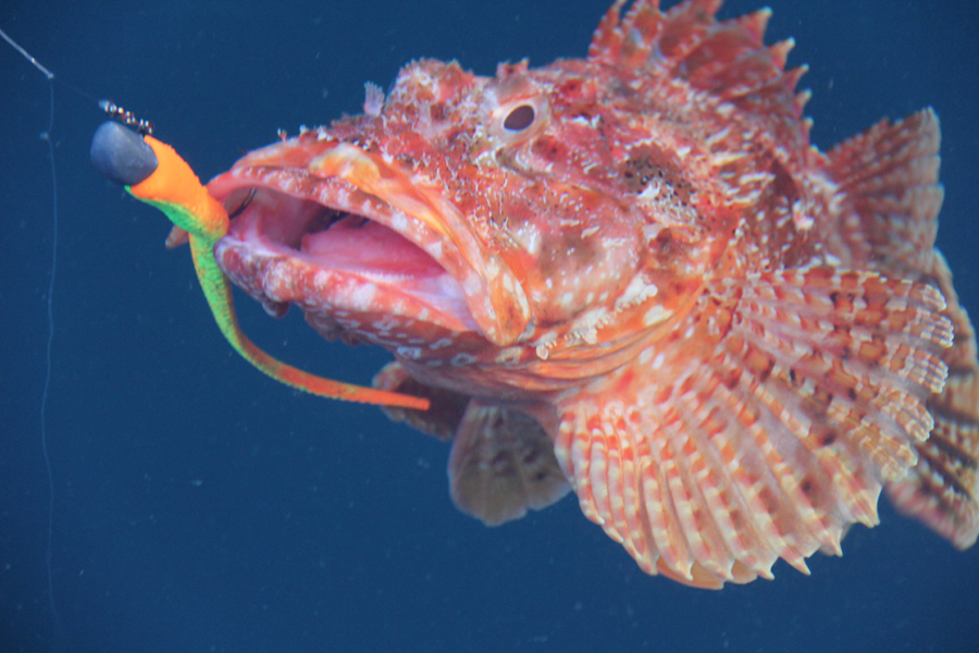 Are Dogfish Spines Poisonous