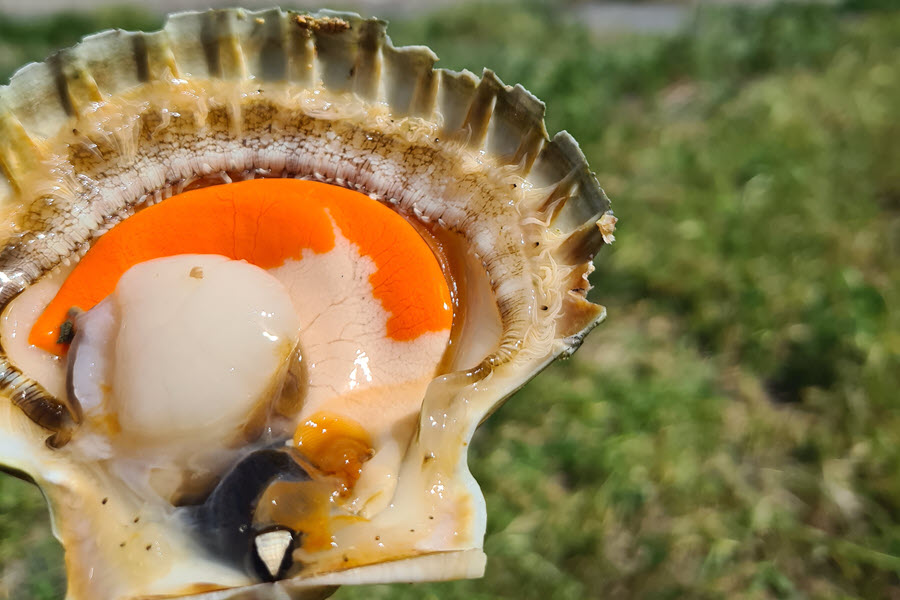 Serious Scallop Decline Prompts Emergency Closure of Coromandel Fishery