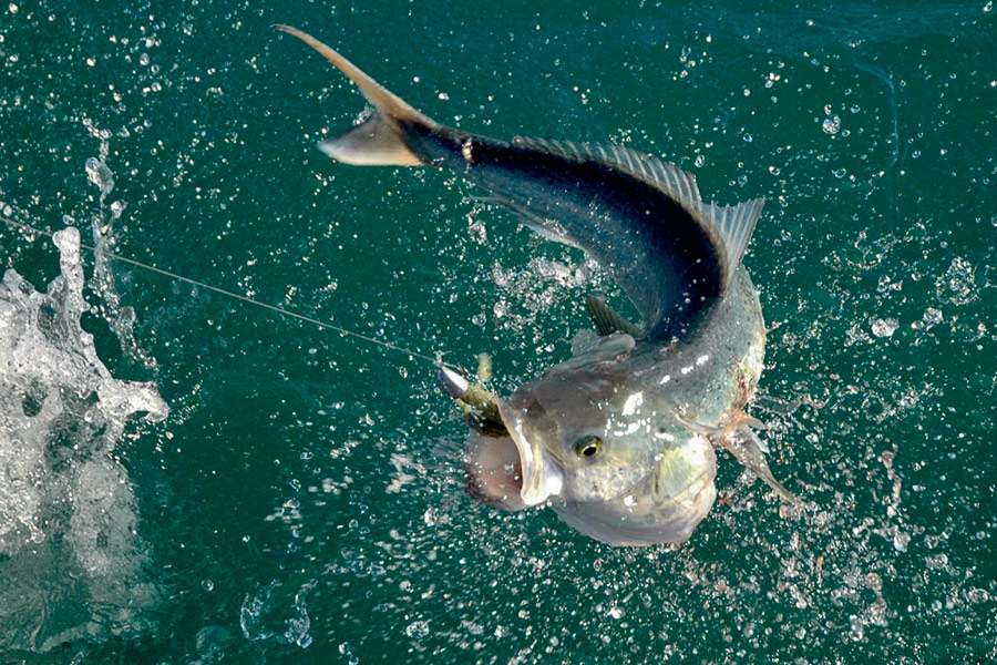 How to catch kahawai The Fishing site