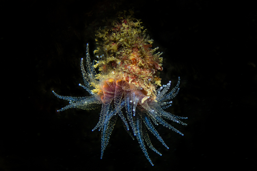 Scuba Diving - A Pictorial View