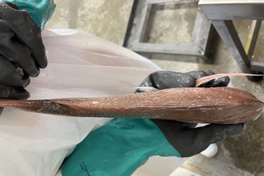 Milky Flesh Snapper Report Released