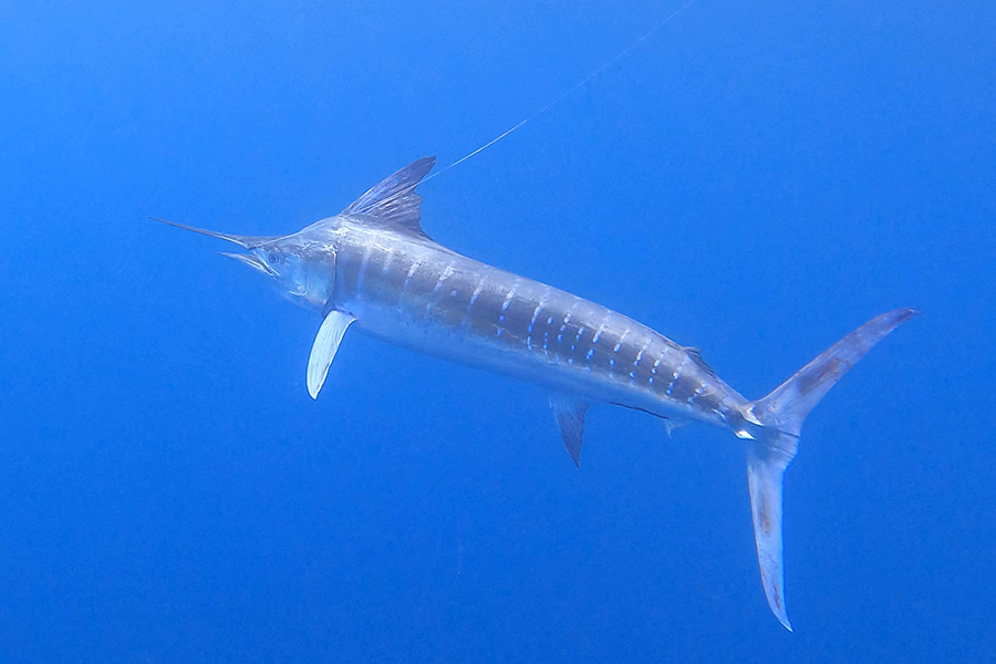 A Triple of Striped Marlin From A 15 Footer - The Fishing Website