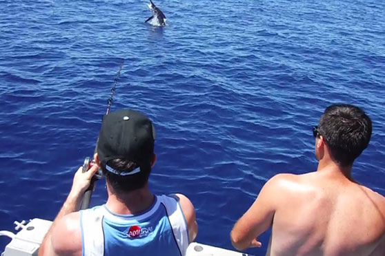 Marlin Caught on Slow Jig