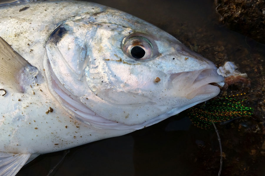 Manukau Harbour Fishing Report May 1st, 2021 The Fishing site