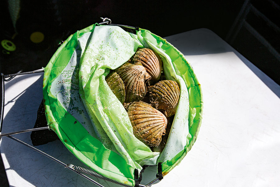 NZ Scallops Part 2 Distribution and Breeding The Fishing Website