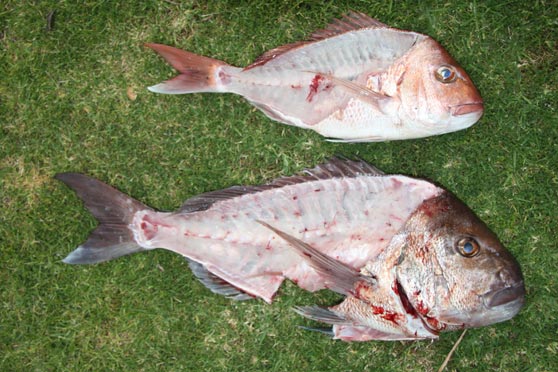 Free Fish Heads