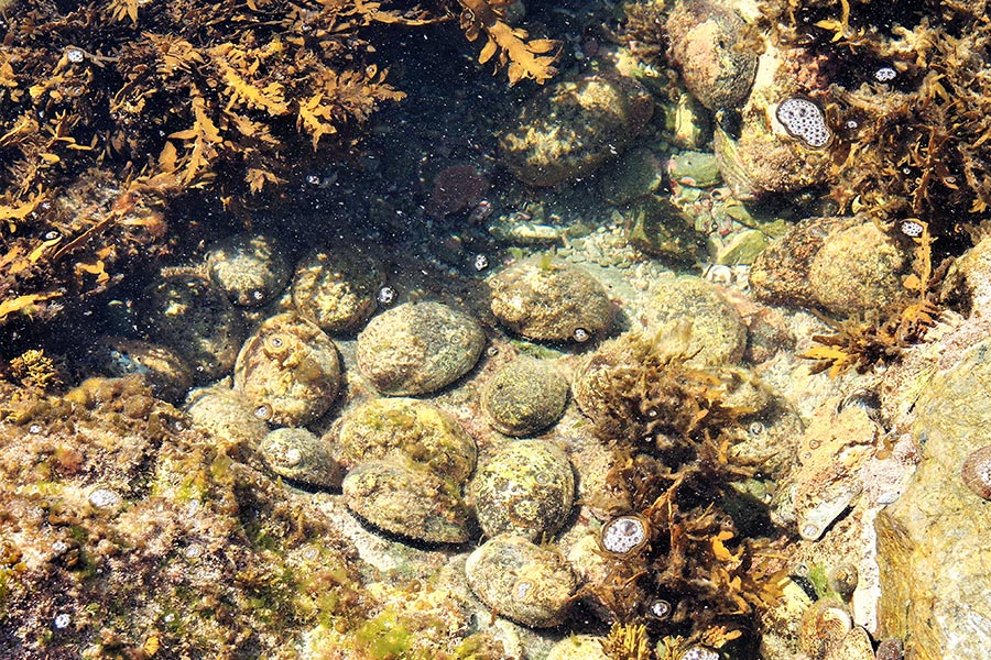 Paua New Zealand's Most Iconic Shellfish The Fishing site