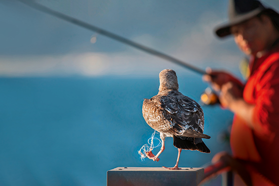 Catch Fish, Not Birds