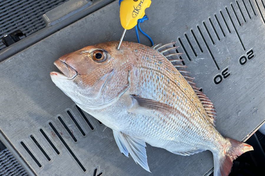 Maximising the Eating Quality of Fish