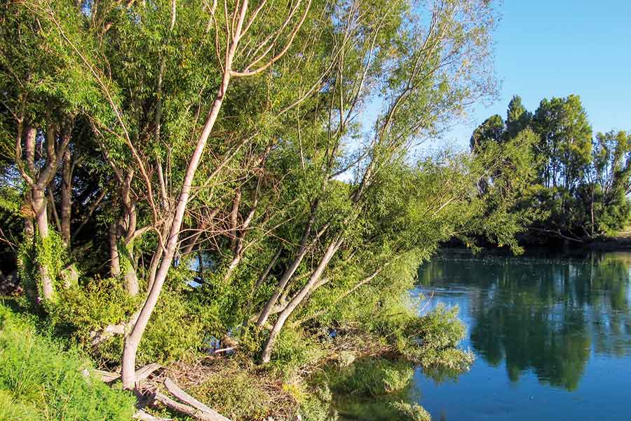 Chasing Wild Game in the Willows