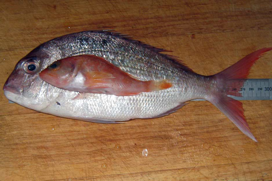 Legasea Update: No more small dead fish