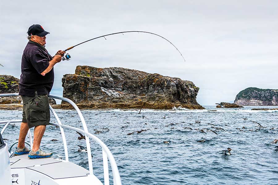 Kingfish: A Love/Hate Relationship