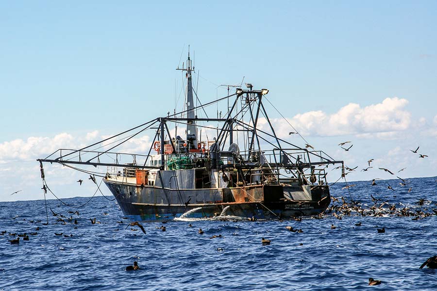 The Fishing site Fish Snapper, Kingfish The Fishing site