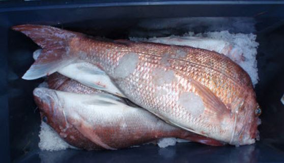 Should all the catch be kept?