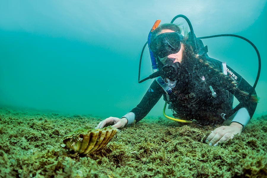 Diving for Scallops The Fishing site