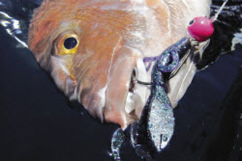 Do fish see UV?