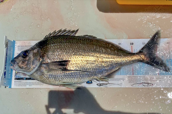 DB Export NZ Fishing Comp update