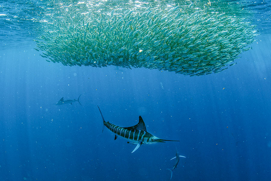 Marlin Indicators