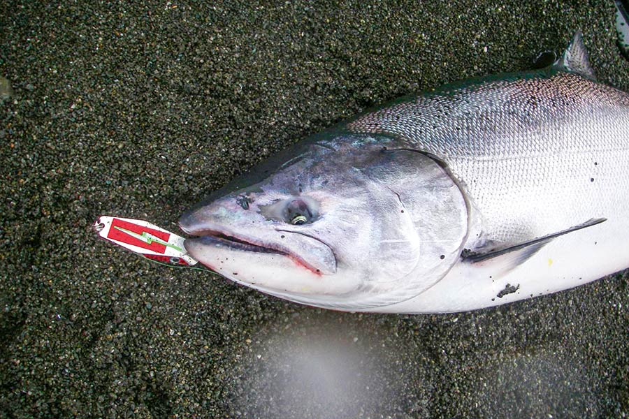 Chasing Summer Salmon
