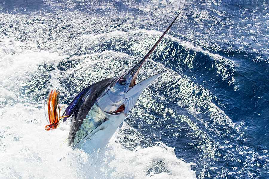 Gamefishing Lure Placement and Hook Selection The Fishing site