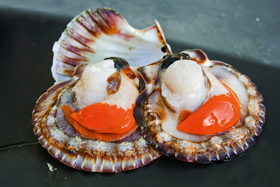 NZ Scallops Part 3 Lifecycle The Fishing Website