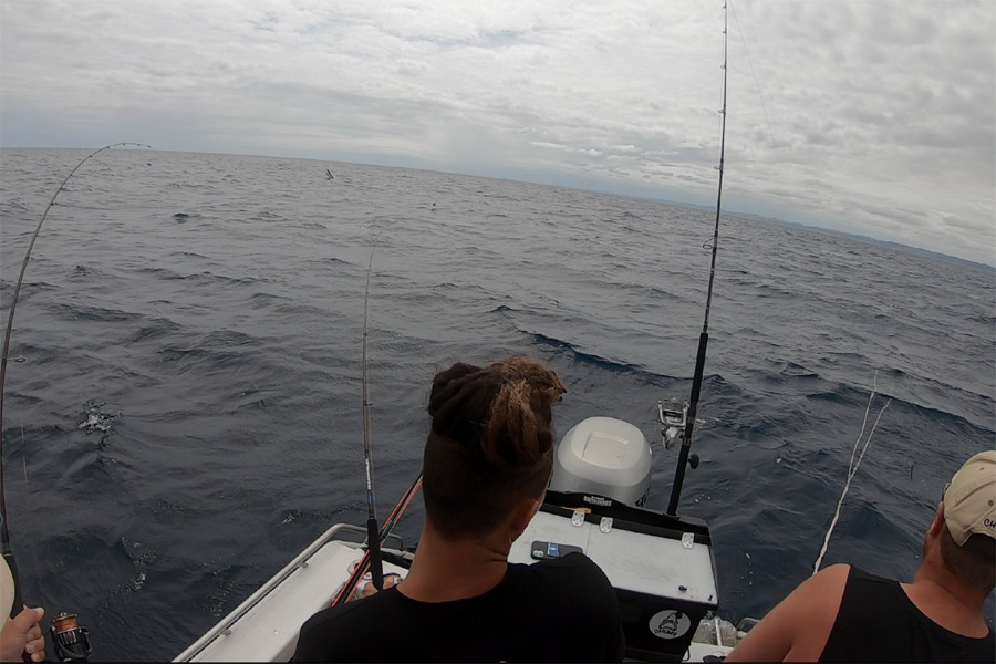 Marlin on a Soft-Bait