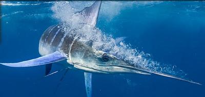 Blue Marlin Magic by Steve Campbell