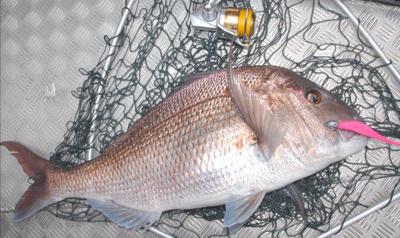 Fishery effected by snapper limits
