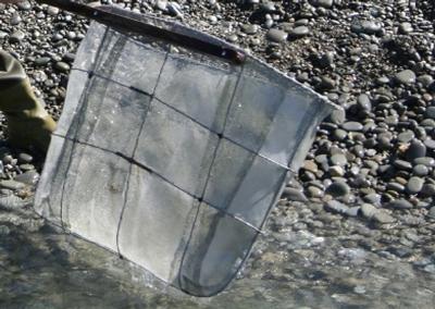 Whitebait could face extinction