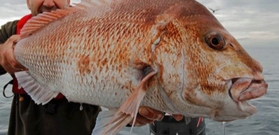 Big Angry Fish &ndash; Secret Snapper Weapons