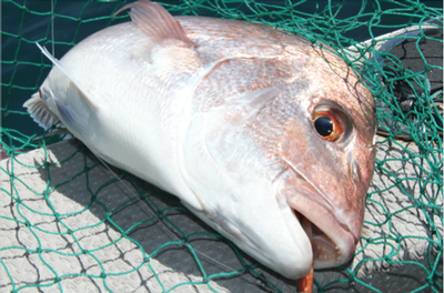 Huge catch of snapper concealed