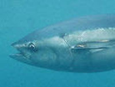Pacific Tuna Stocks Decimated